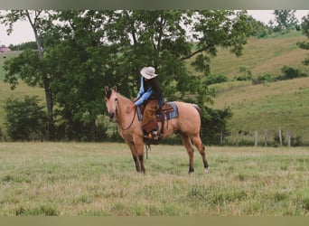American Quarter Horse, Ruin, 5 Jaar, Buckskin
