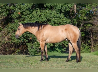 American Quarter Horse, Ruin, 5 Jaar, Buckskin