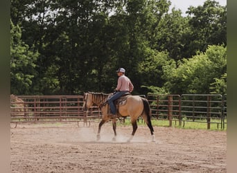 American Quarter Horse, Ruin, 5 Jaar, Buckskin