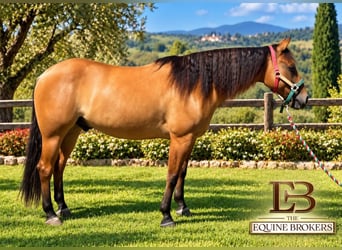 American Quarter Horse, Ruin, 5 Jaar, Buckskin
