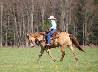 American Quarter Horse, Ruin, 5 Jaar, Champagne