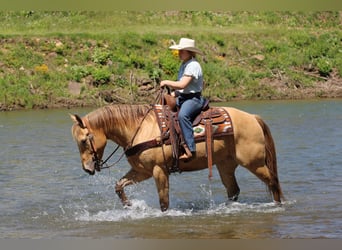 American Quarter Horse, Ruin, 5 Jaar, Champagne