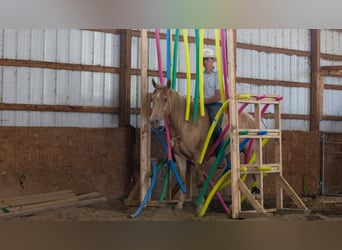 American Quarter Horse, Ruin, 5 Jaar, Champagne