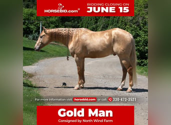 American Quarter Horse, Ruin, 5 Jaar, Champagne