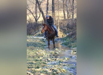 American Quarter Horse, Ruin, 5 Jaar, Donkere-vos