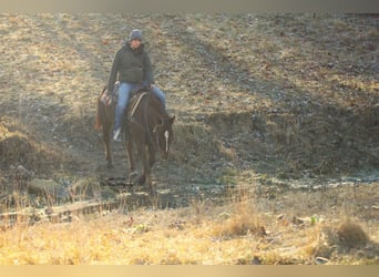 American Quarter Horse, Ruin, 5 Jaar, Donkere-vos