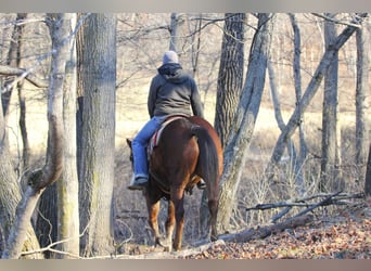 American Quarter Horse, Ruin, 5 Jaar, Donkere-vos