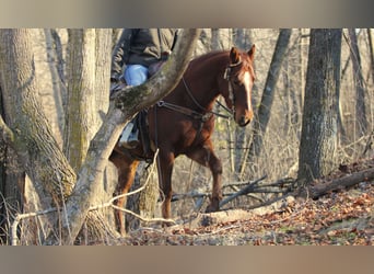 American Quarter Horse, Ruin, 5 Jaar, Donkere-vos