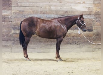 American Quarter Horse, Ruin, 5 Jaar, Donkere-vos