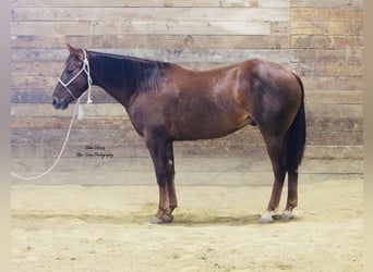 American Quarter Horse, Ruin, 5 Jaar, Donkere-vos