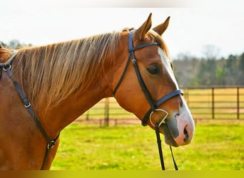 American Quarter Horse, Ruin, 5 Jaar, Donkere-vos