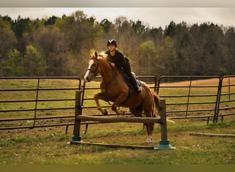 American Quarter Horse, Ruin, 5 Jaar, Donkere-vos