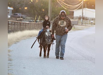 American Quarter Horse, Ruin, 5 Jaar, Donkere-vos