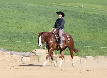 American Quarter Horse, Ruin, 5 Jaar, Donkere-vos