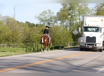 American Quarter Horse, Ruin, 5 Jaar, Donkere-vos