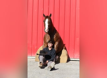 American Quarter Horse, Ruin, 5 Jaar, Donkere-vos