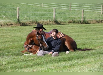 American Quarter Horse, Ruin, 5 Jaar, Donkere-vos