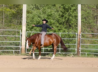 American Quarter Horse, Ruin, 5 Jaar, Donkere-vos