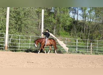 American Quarter Horse, Ruin, 5 Jaar, Donkere-vos