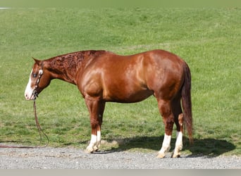 American Quarter Horse, Ruin, 5 Jaar, Donkere-vos