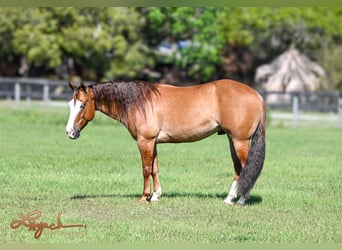 American Quarter Horse, Ruin, 5 Jaar, Falbe