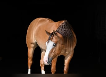 American Quarter Horse, Ruin, 5 Jaar, Falbe