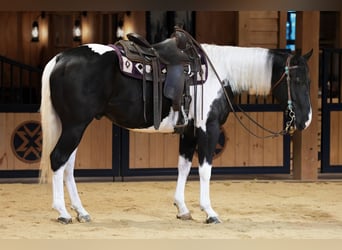 American Quarter Horse, Ruin, 5 Jaar, Gevlekt-paard