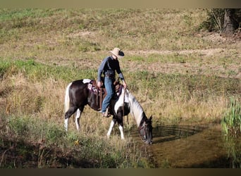 American Quarter Horse, Ruin, 5 Jaar, Gevlekt-paard
