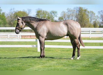 American Quarter Horse, Ruin, 5 Jaar, Grullo