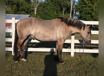 American Quarter Horse, Ruin, 5 Jaar, Grullo