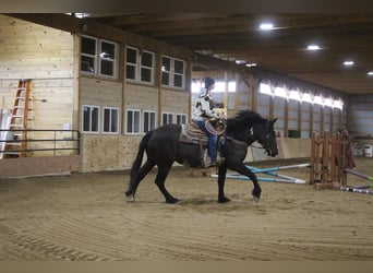 American Quarter Horse, Ruin, 5 Jaar, Overo-alle-kleuren