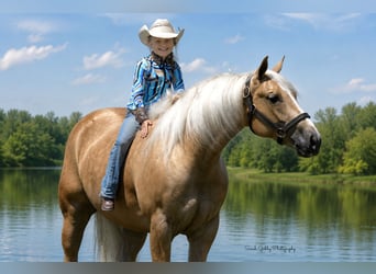 American Quarter Horse, Ruin, 5 Jaar, Palomino