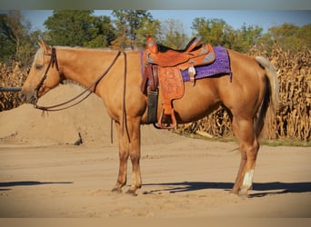 American Quarter Horse, Ruin, 5 Jaar, Palomino