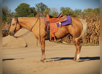 American Quarter Horse, Ruin, 5 Jaar, Palomino