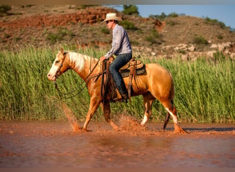 American Quarter Horse, Ruin, 5 Jaar, Palomino