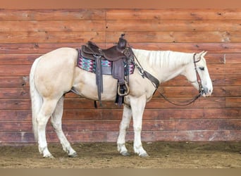 American Quarter Horse, Ruin, 5 Jaar, Palomino