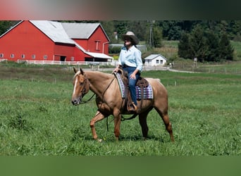 American Quarter Horse, Ruin, 5 Jaar, Palomino