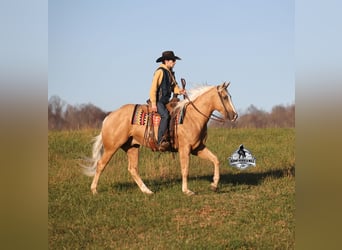 American Quarter Horse, Ruin, 5 Jaar, Palomino