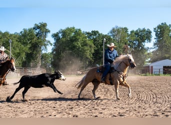 American Quarter Horse, Ruin, 5 Jaar, Palomino
