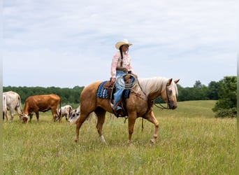 American Quarter Horse, Ruin, 5 Jaar, Palomino