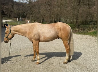American Quarter Horse, Ruin, 5 Jaar, Palomino