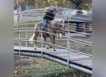 American Quarter Horse, Ruin, 5 Jaar, Palomino