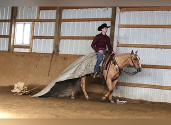 American Quarter Horse, Ruin, 5 Jaar, Palomino