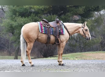 American Quarter Horse, Ruin, 5 Jaar, Palomino