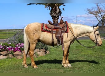 American Quarter Horse, Ruin, 5 Jaar, Palomino