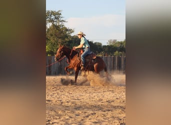 American Quarter Horse, Ruin, 5 Jaar, Rabicano