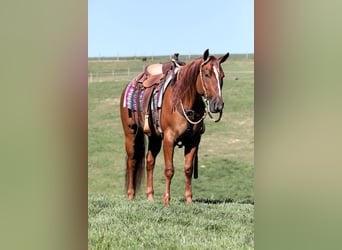 American Quarter Horse, Ruin, 5 Jaar, Red Dun