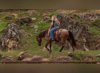 American Quarter Horse, Ruin, 5 Jaar, Roan-Bay