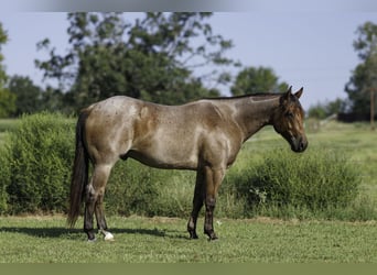 American Quarter Horse, Ruin, 5 Jaar, Roan-Bay
