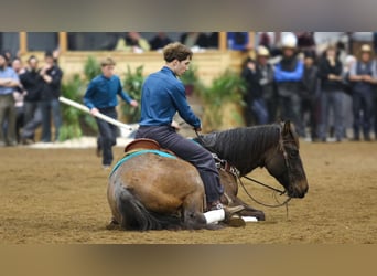 American Quarter Horse, Ruin, 5 Jaar, Roan-Bay